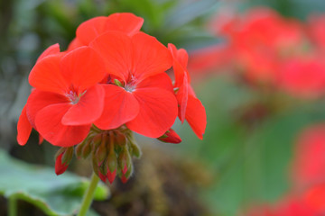 Fototapeta premium Red geranium flowers in garden, nature closeup soft focus background.