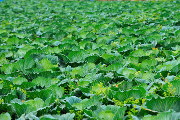 cabbage plant in middle of thailand