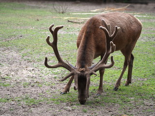 feeding deer