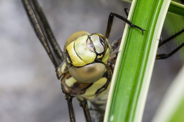Blue Hawker Dragonfly Close-Up