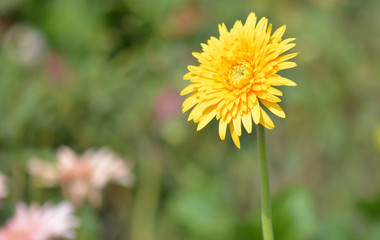 Gerbera on the green background close up