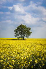 Rapeseed And Tree