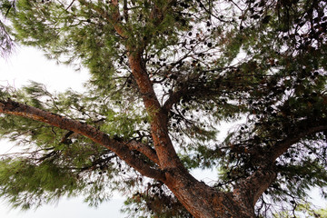 Old pine tree