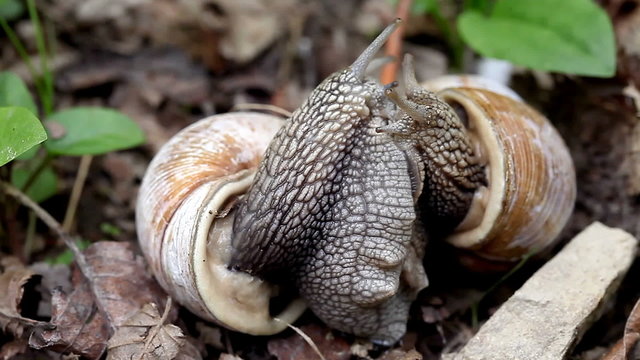 big snails in the wild act of reproduction