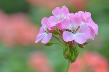 Fototapeta na wymiar pink geranium flower, nature closeup soft focus background