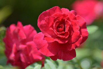 Red rose as a natural and soft background