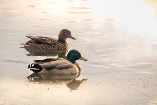 Pair of wild ducks swimming on a lake