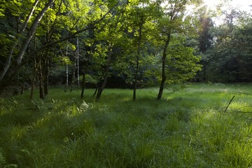 Fototapeta premium PRATO VERDE BOSCO