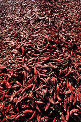 Sun dried chili pepper 