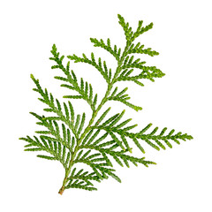 Thuja branch