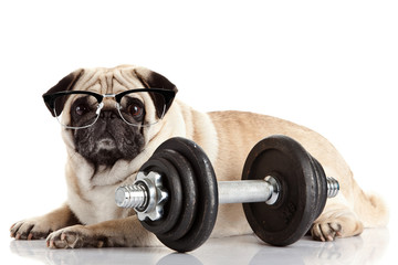 Pug Dog. Dog with glasses