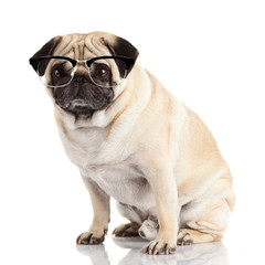 pug dog isolated on a white background . Dog with glasses