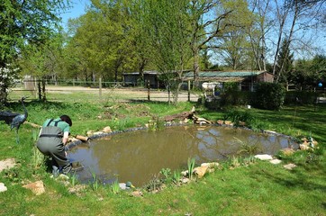 Nettoyage annuel d'un bassin de jardin - 85311651