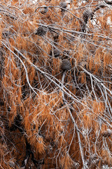 Close up of an old brown pine tree on Mediterranean seaside, Gre