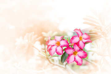 azalea,flower Made with color style