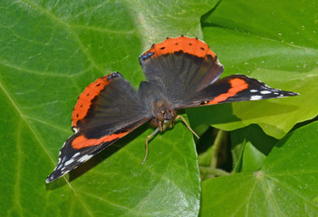 Fototapeta na wymiar farfalla vanessa del cardo
