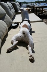 Dog enjoy in the sun on the beach by the lake