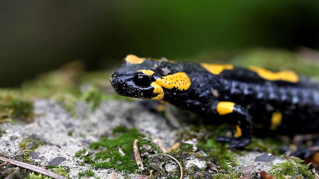 Salamander in the Wild