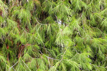 Close up of an old pine tree