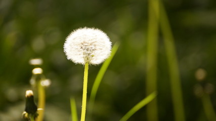 Pusteblume in der Sonne