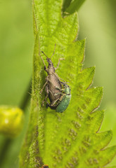Rüsselkäfer