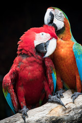 close up couples of beautiful of scarlet macaw birds peaning and