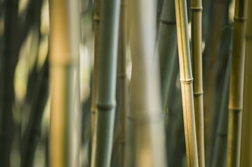 Green and brown Bamboo detail