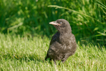 A young crow is sitting on a meadow