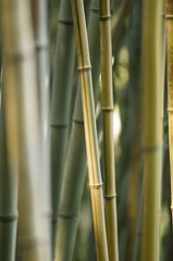 Fototapeta premium Green and brown Bamboo detail