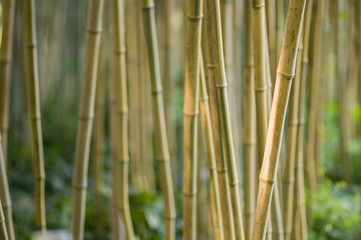 Green and brown Bamboo detail