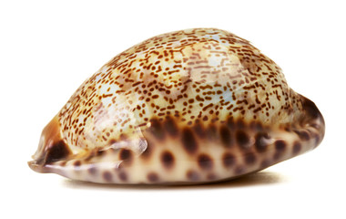 Sea Shell