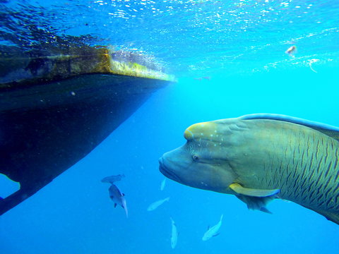 Fototapeta Great Barrier Reef