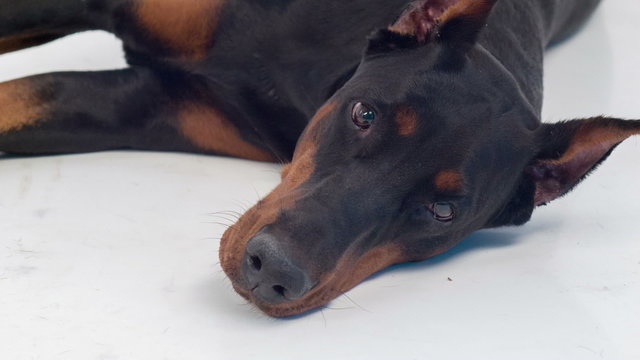 Lying dobermann pinscher looking sad