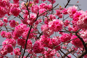 Chinese cherry blossom