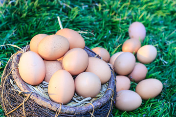 Easter eggs in nest on green grass background.