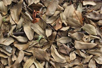 Brown fallen dry leaves laying on the ground