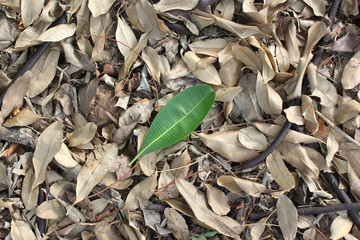A green leaf on fallen dry leaves laying on the ground