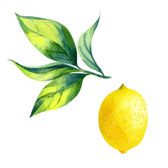 watercolor lemon branch - 85316617