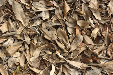 dry leaves on the ground.