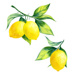 watercolor lemon branch - 85316654