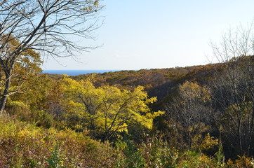 Fototapeta premium Autumn forest