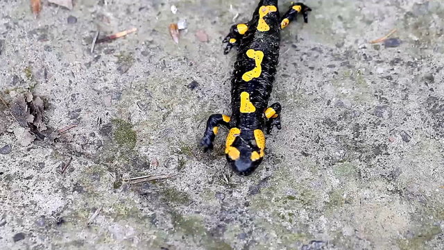 Salamander in the Wild