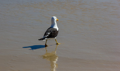 Gaivota andando na praia.