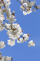 Pretty spring blossom with blue sky