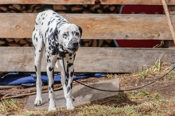 Dalmatian dog chained