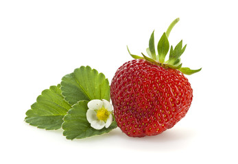 Strawberry with leaf and blossom isolated