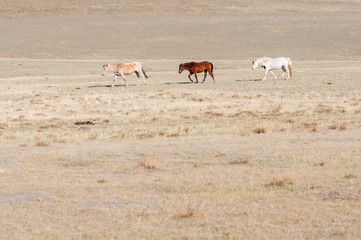 Horses striding in Altai steppe in early spring