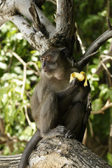 Long-tailed Macaque ( Macaca fascicularis)buddha-cave,Thailand, Asia