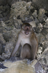 Long-tailed Macaque ( Macaca fascicularis)buddha-cave,Thailand, Asia