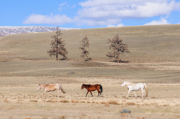 Horses striding in Altai steppe in early spring
